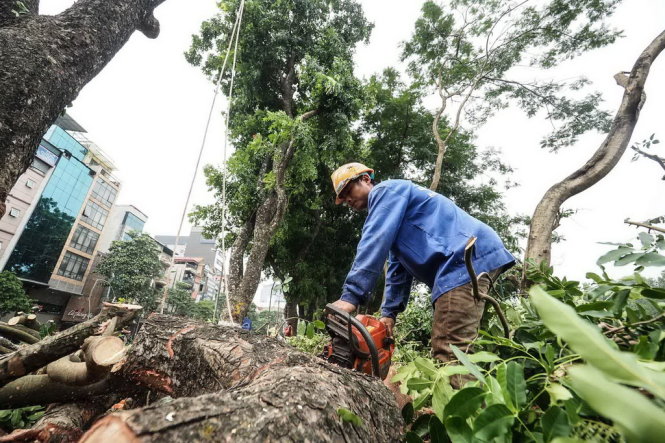 [-]Hà[-]Nội[-]di[-]dời,[-]đốn[-]hạ[-]cả[-]trăm[-]cây[-]xanh[-]làm[-]đường[-]sắt